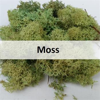 MOSS AND DRIEDS (click to access)