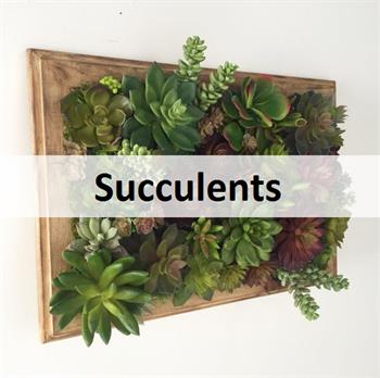 Succulents (click to access)